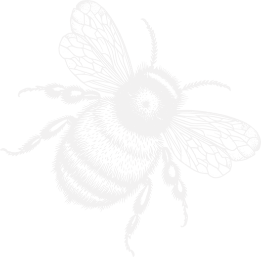 bee illustration
